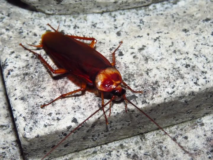 Adult American cockroach (palmetto bug) on stone, pale border on the shield