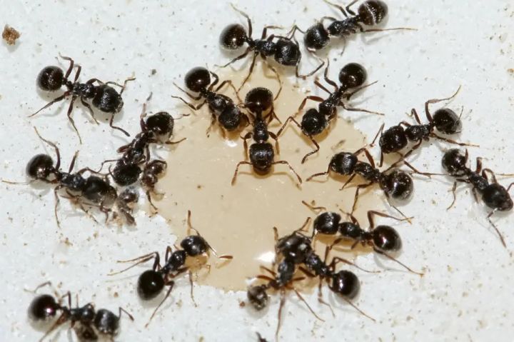 Small black ants clustered around a drop of sweet liquid on a countertop