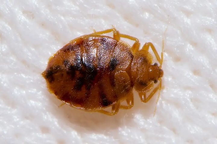 Adult bed bug close-up on white fabric (Cimex lectularius)