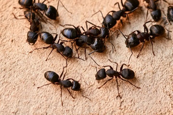 Large black carpenter ants clustered on a light textured surface