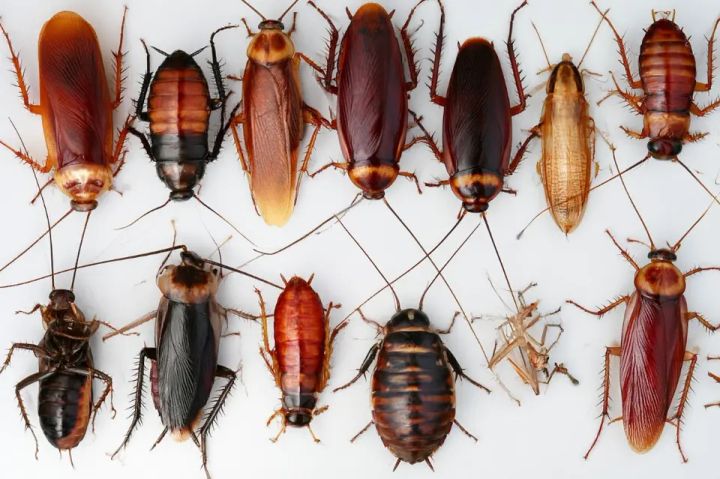 German vs American cockroach comparison: adult sizes, stripes, and pale shield markings