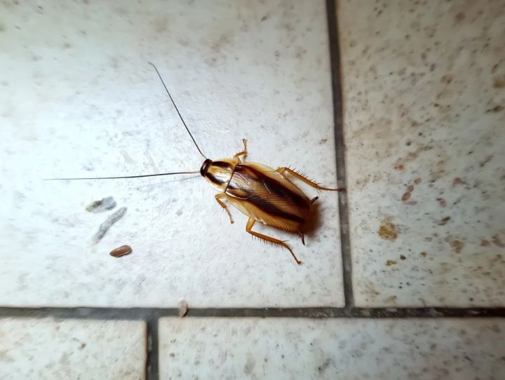 Adult German cockroach on a tile floor, two dark stripes behind the head