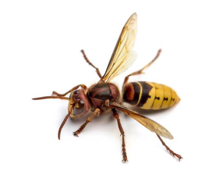 European hornet close-up, reddish-brown thorax and yellow-and-black abdomen