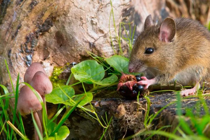 Small brown mouse eating a blackberry on a mossy log outdoors