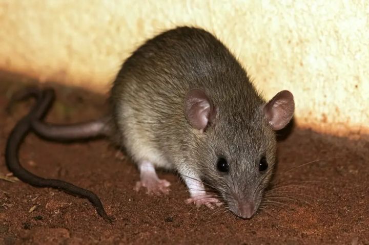 Small mouse with large ears and a white belly on dirt