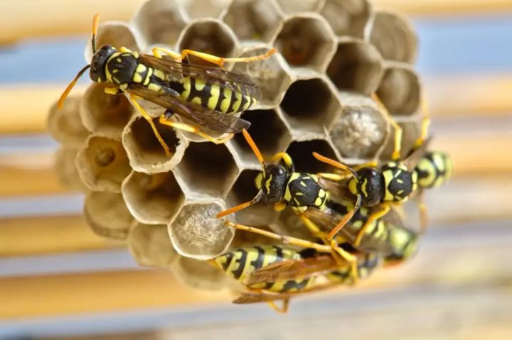 Wasps on an open hexagonal paper comb nest