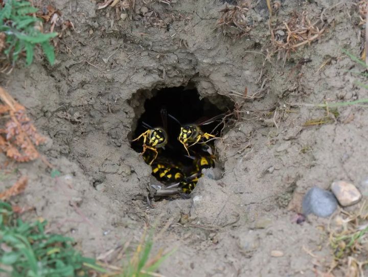 Yellow jacket workers at a ground nest hole in dirt and grass